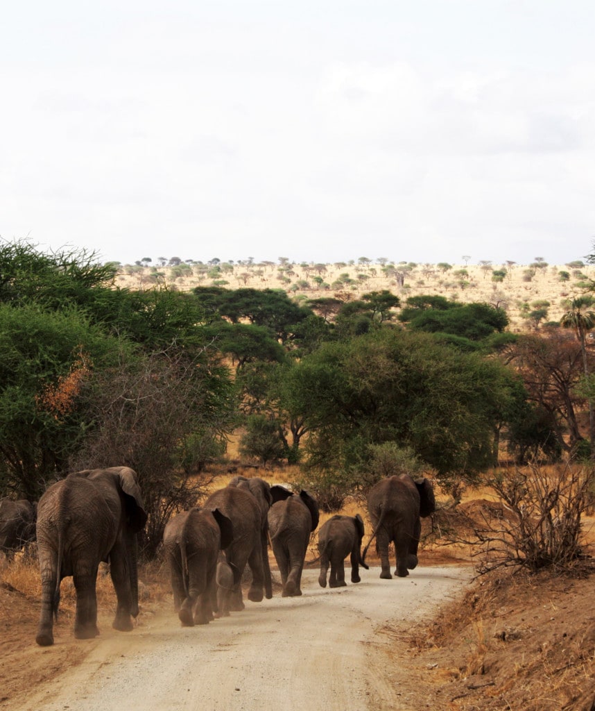 Elefantenherde im Tarangire Nationalpark auf Tansania Safari