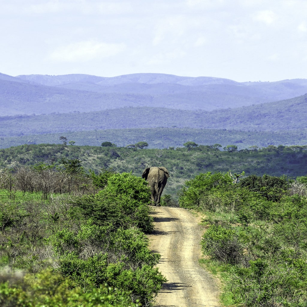 Hluhluwe-iMfolozi Elefant Norden Rundreise Suedafrika
