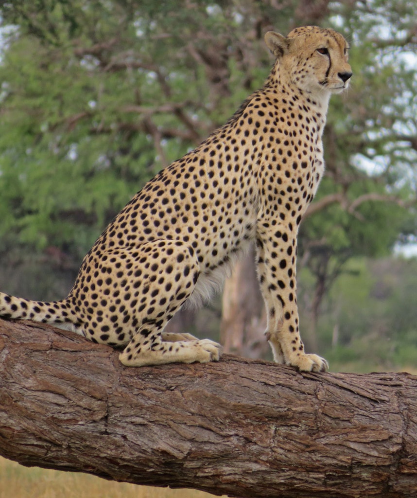 Gepard im Hwange Nationalpark Highlight auf Selbstfahrer-Rundreisen in Simbabwe