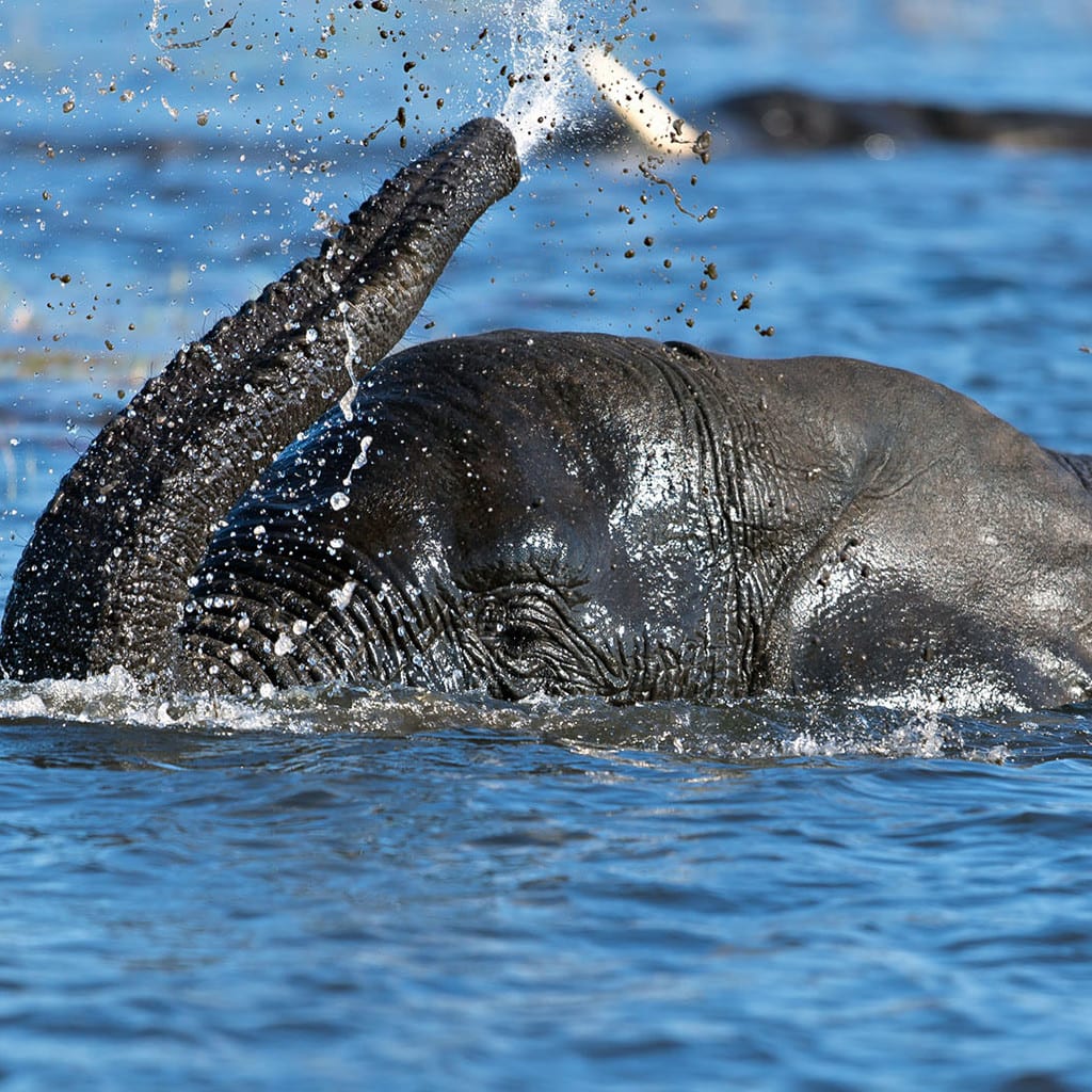 Kurzsafari Botswana Chobe Elephant Camp