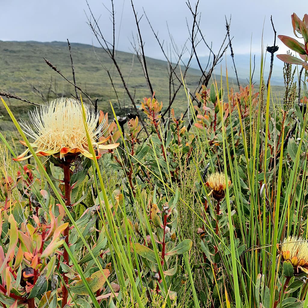Pflanzenvielfalt auf der Sirimon Route