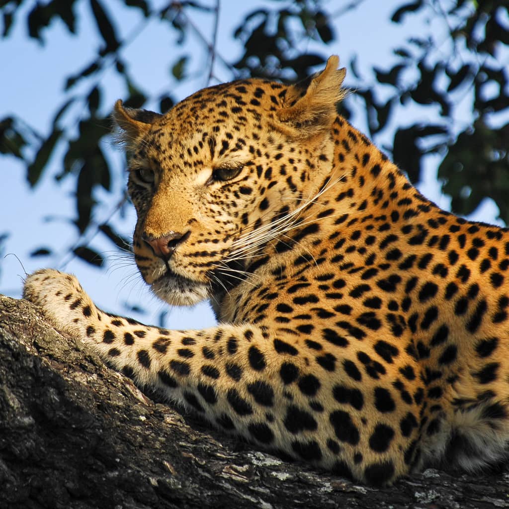 Leopard Privatsafari Namibia und Botswana