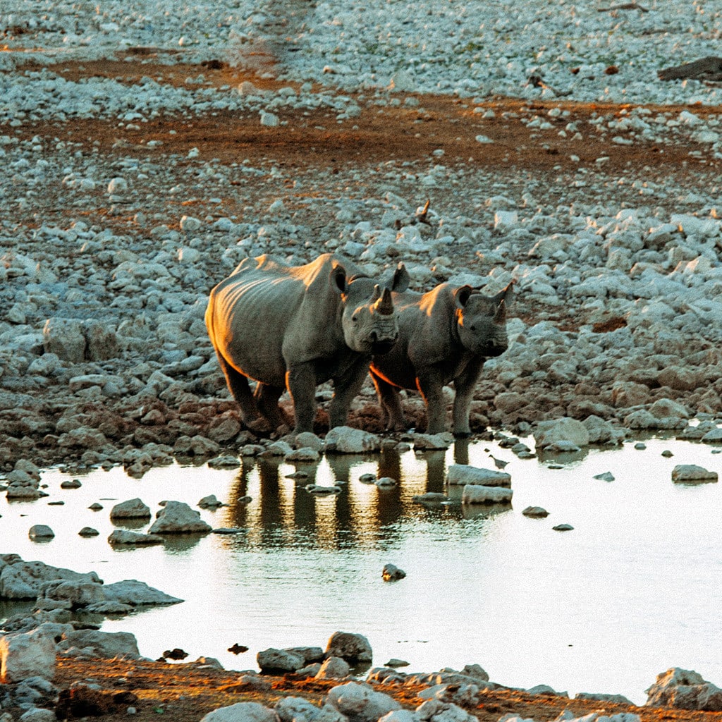 Nashörner im Etosha Nationalpark Namibia Botswana Victoria Falls