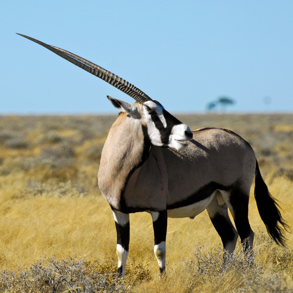 Eine Oryxanilope in Namibia Privatreise