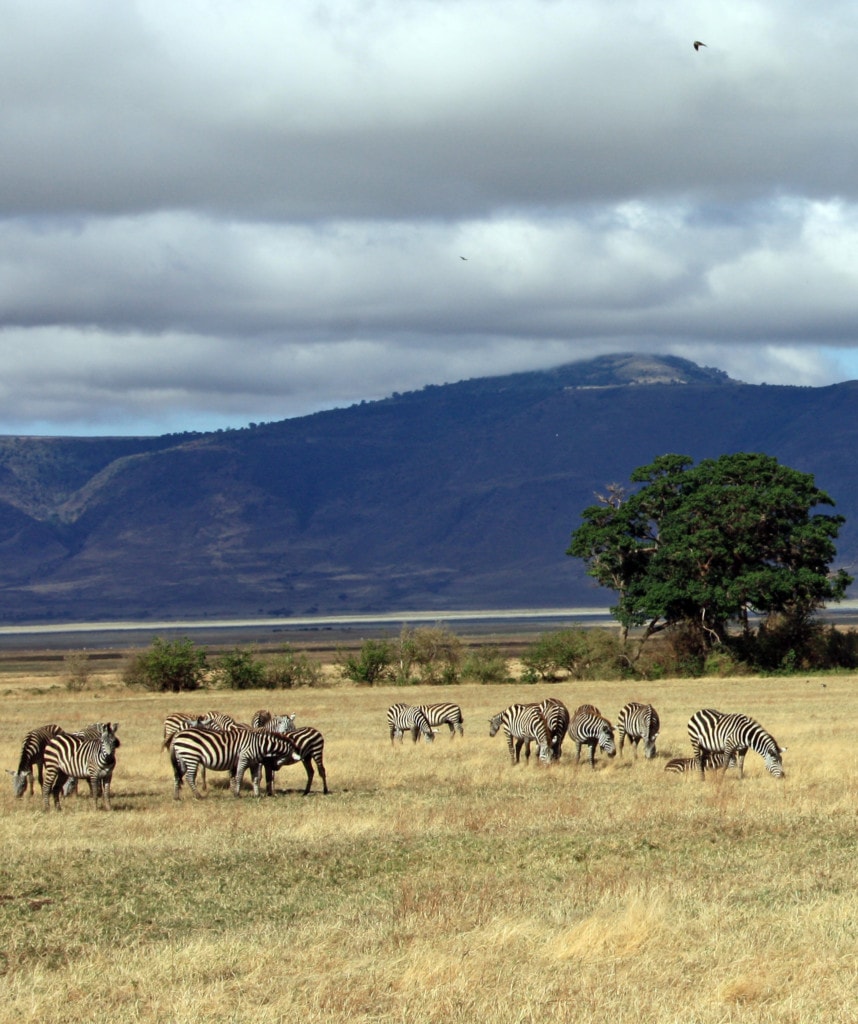 Ngorongoror Krater Highlight Kenia und Tansania Safari