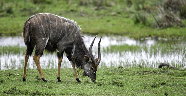 Nyla Antilope schönste Nationalparks Südafrika