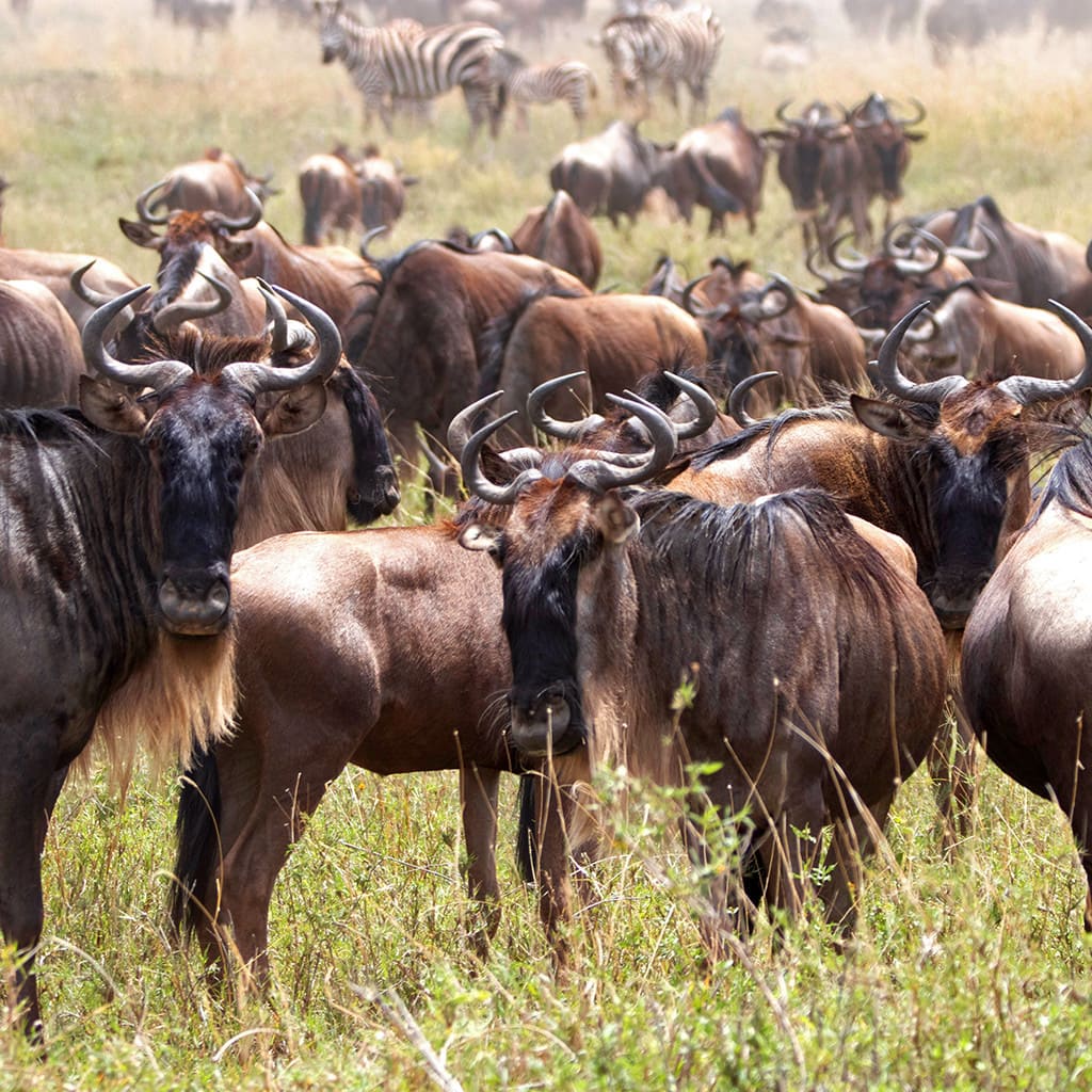 Overland Gruppenreise Kenia Tansania