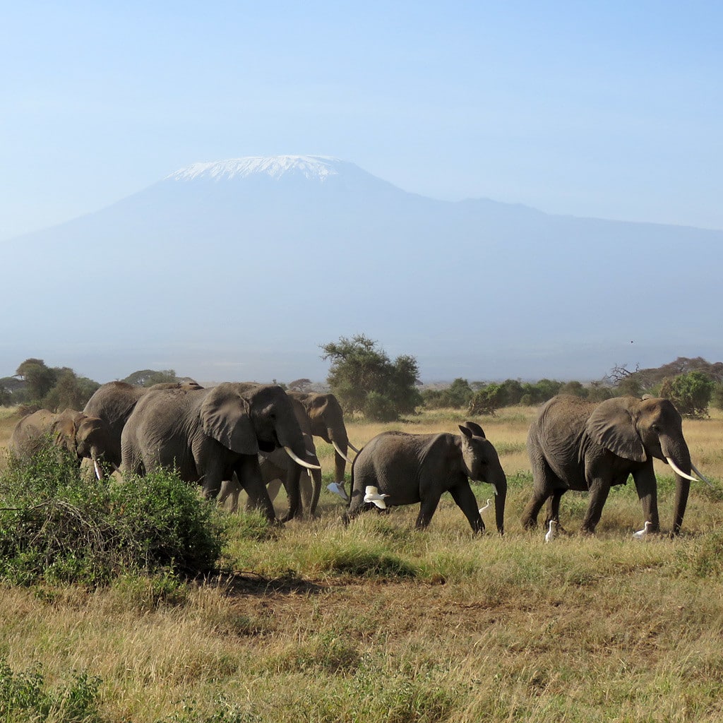 Elefantenherde Amboseli Kenia Tansania Safari
