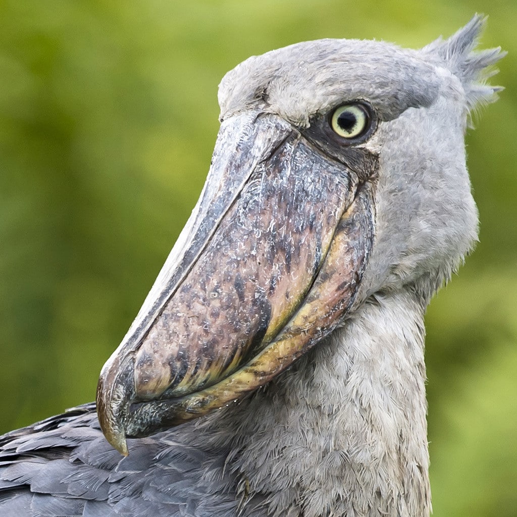 Shoebill Vogel auf Uganda Gorilla Safari