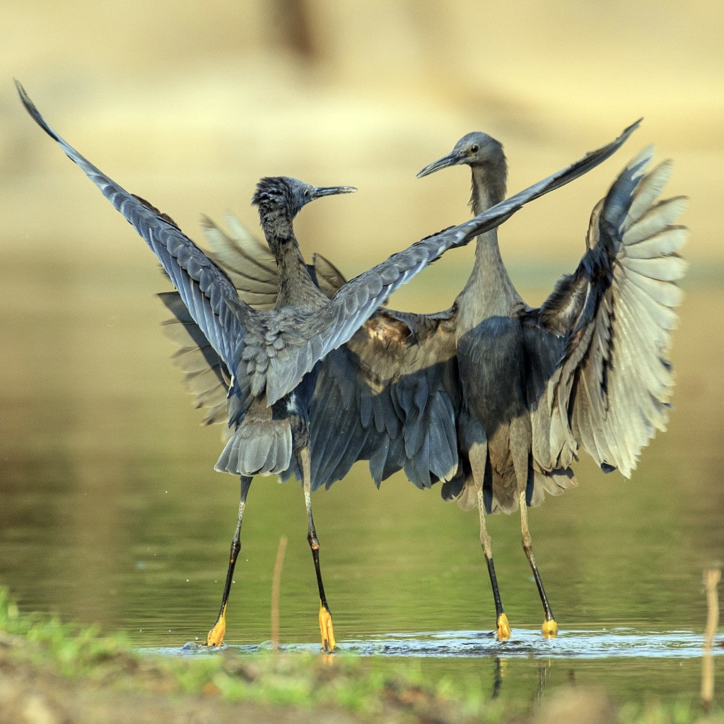 Vögel im Wasser auf Sambia Afrika Safari