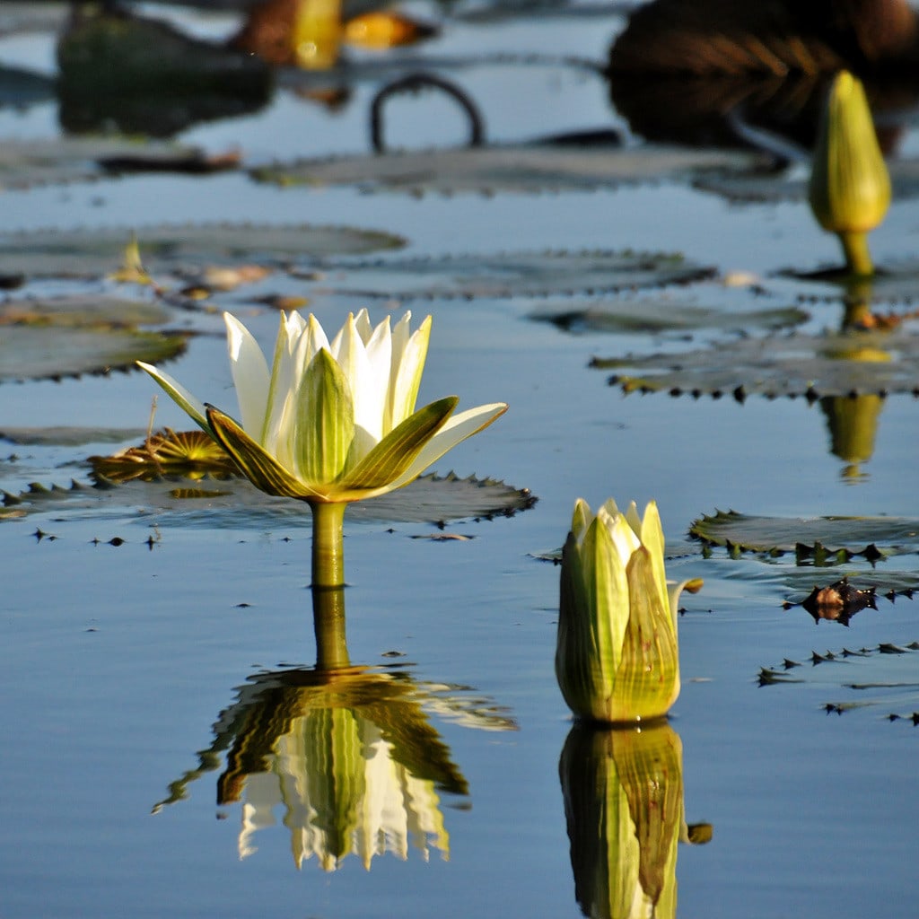 Seerose Okavango Delta & Chobe Safari Botswana