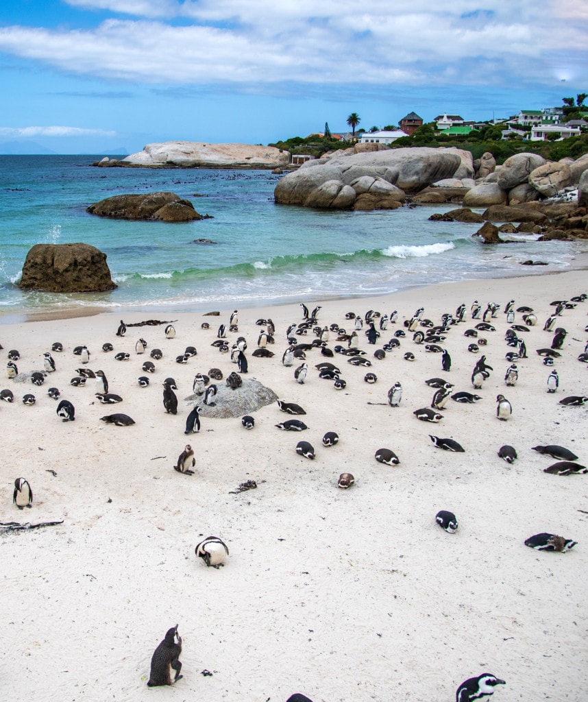 Safaris Südafrika Kapstadt