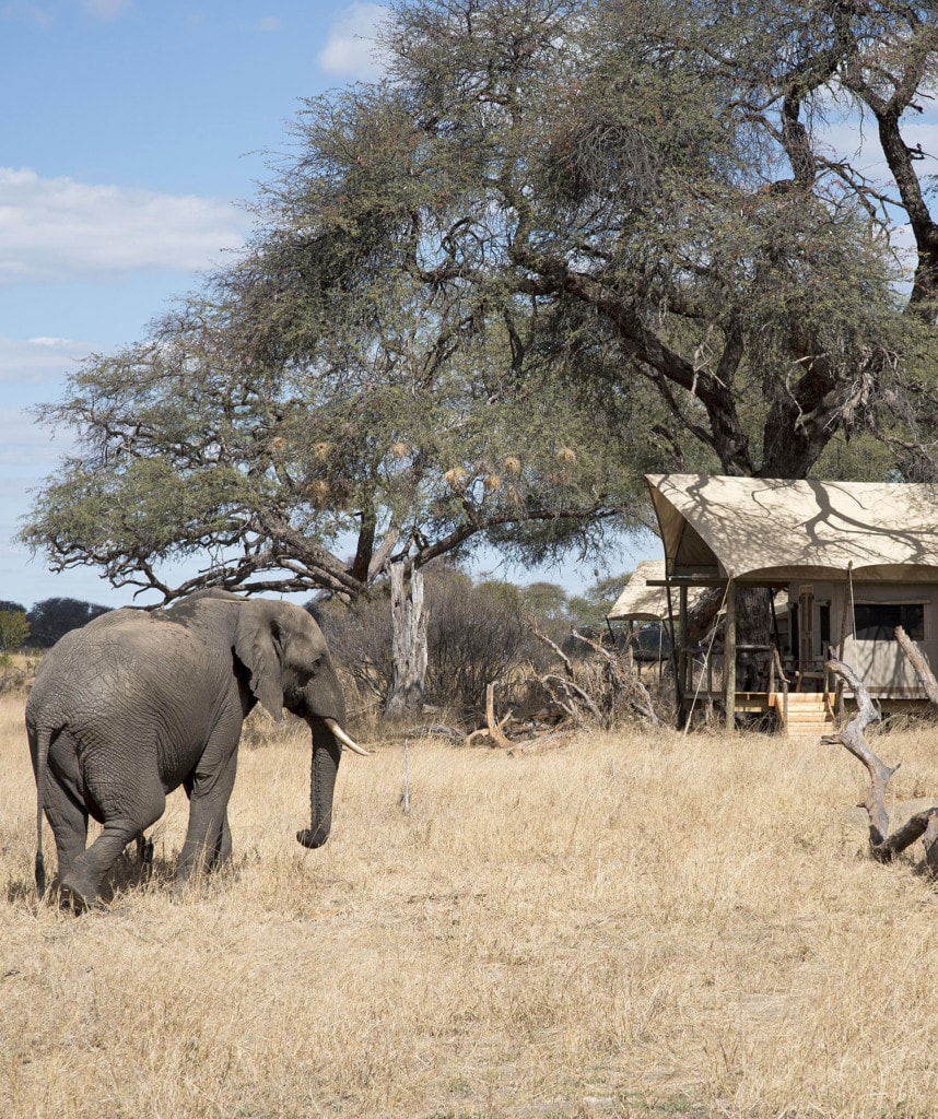 Safaris Simbabwe Hwange Nationalpark