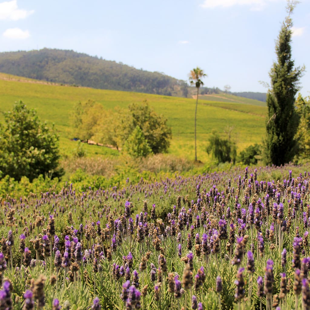 Lavendelfeld bei Stellenbosch Weinreise Südafrika