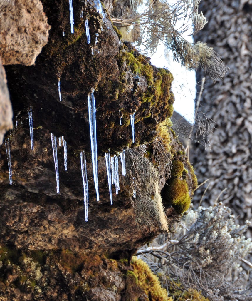 Tag 2 Lemosho Route Kilimanjaro