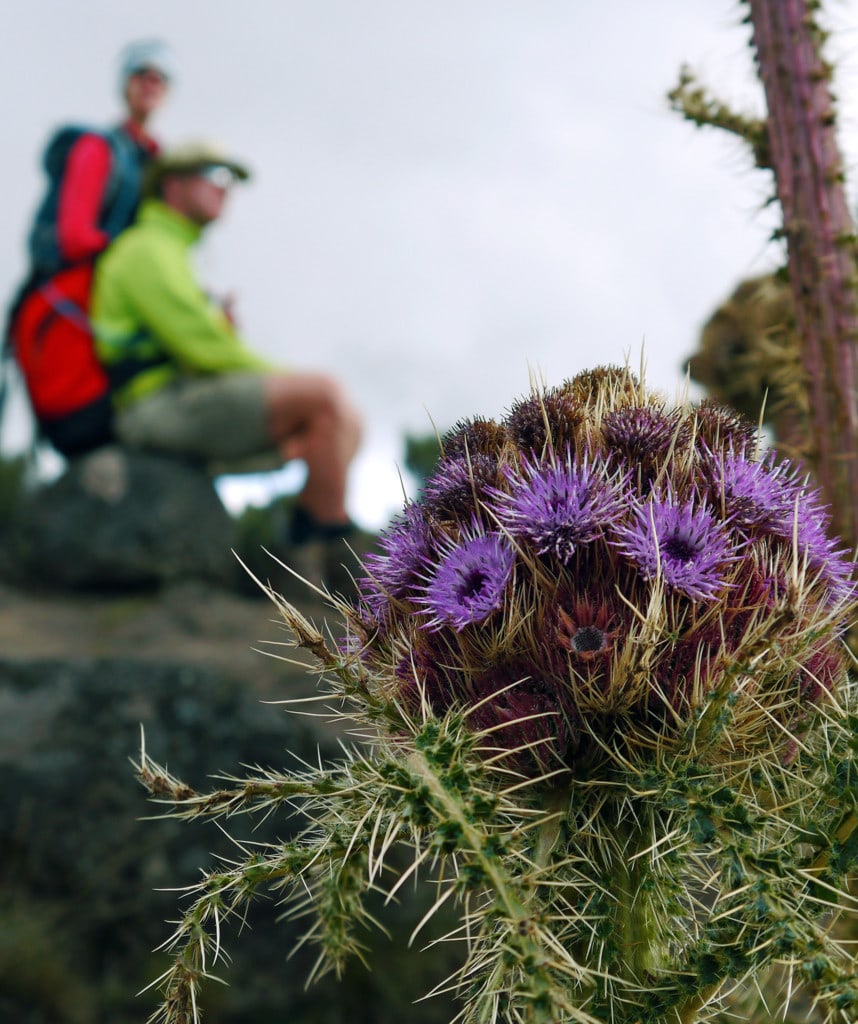 Kilimanjaro Marangu Route Bergblumen am Wegesrand