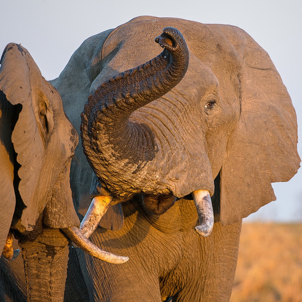 Elefanten auf Wandern in Südafrika Reise