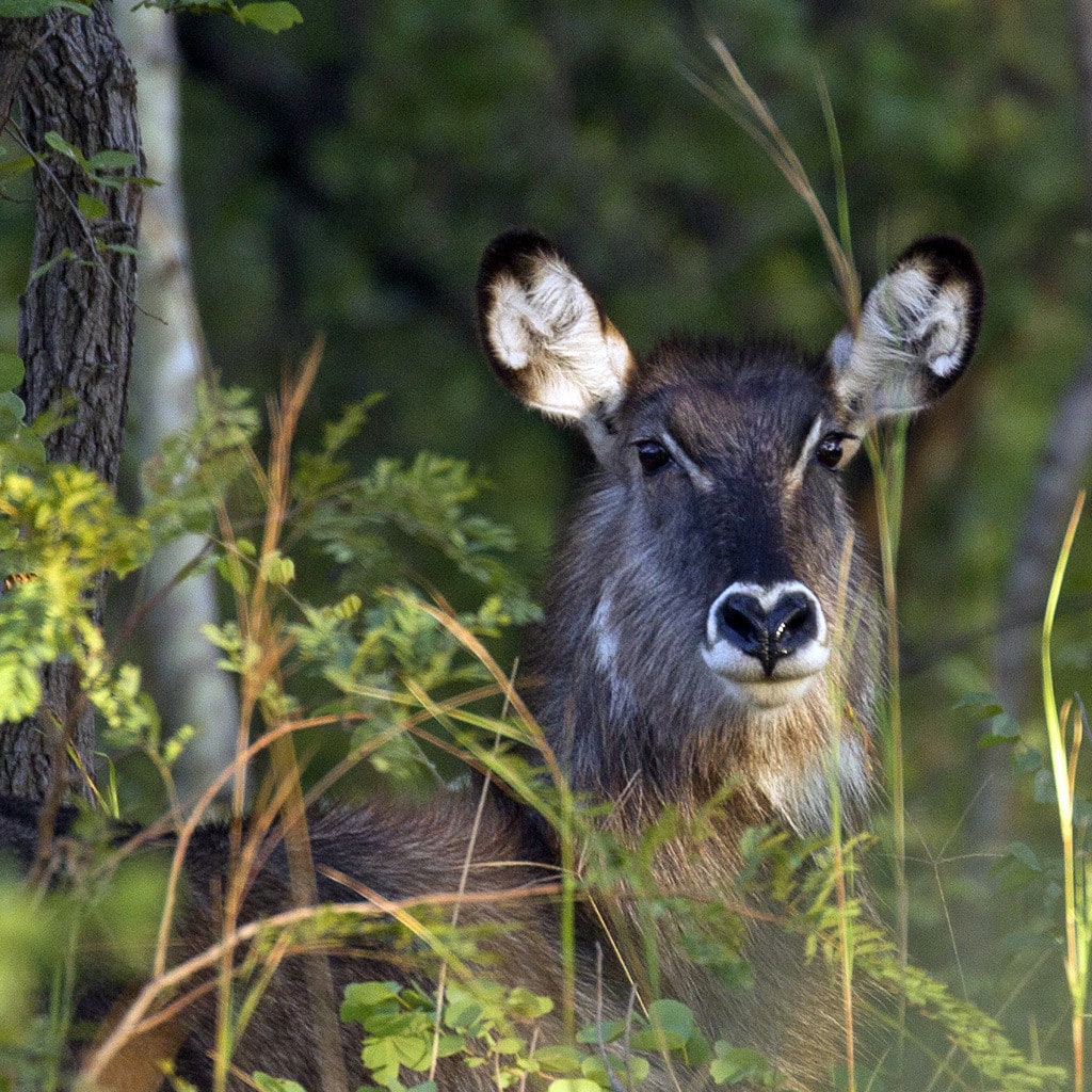 Wasserbock im hohen Gras Sambia Safari