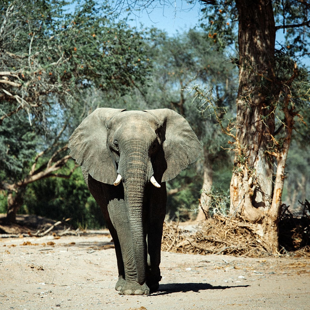 Wüstenelefant in Namibia Wanderreise