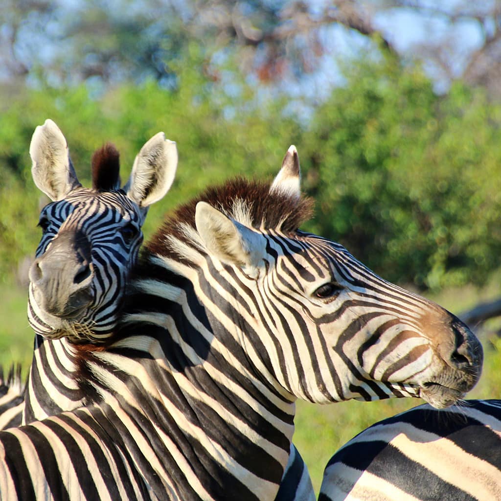 Botswana Safari Kleingruppe Overland