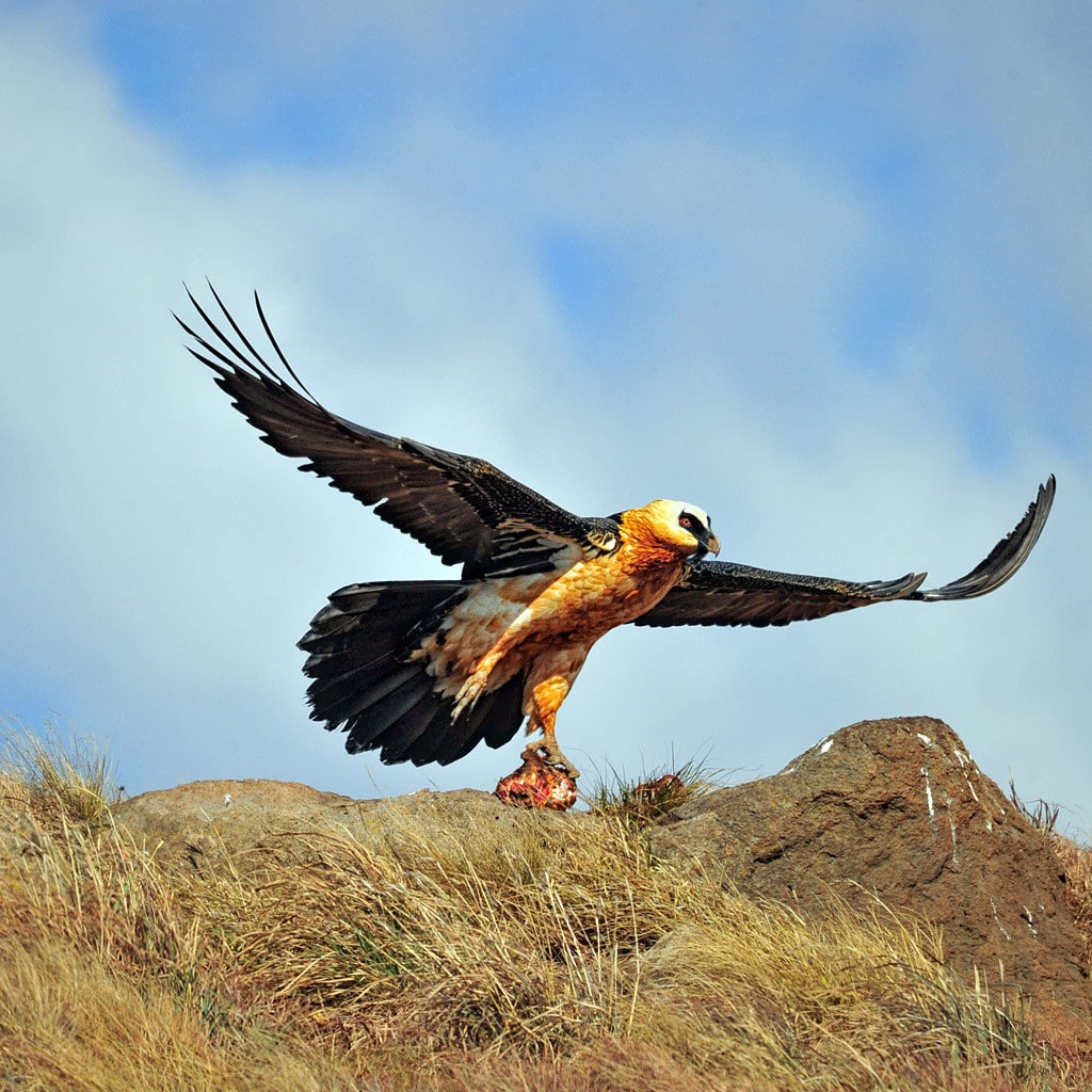 Greifvogel Wanderreise in den Drakensbergen Südafrika