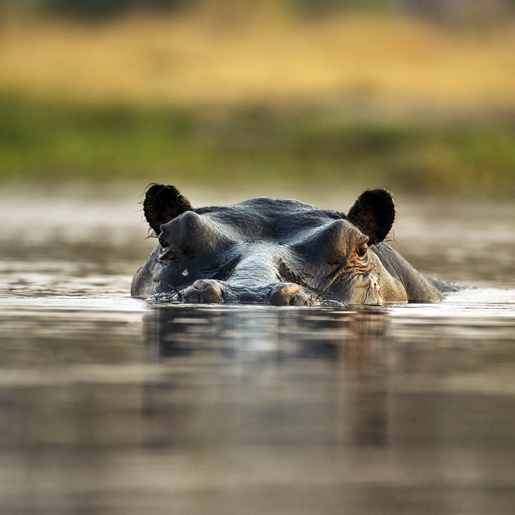 Flusspferd Okavango Delta & Chobe Safari Botswana