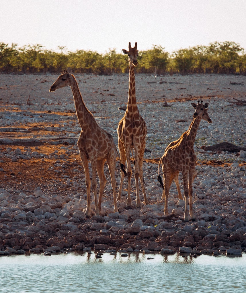 Giraffen im Etosha Nationalpark während einer Wanderreise in Namibia