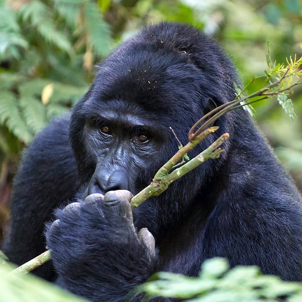 Gorilla Safari Uganda