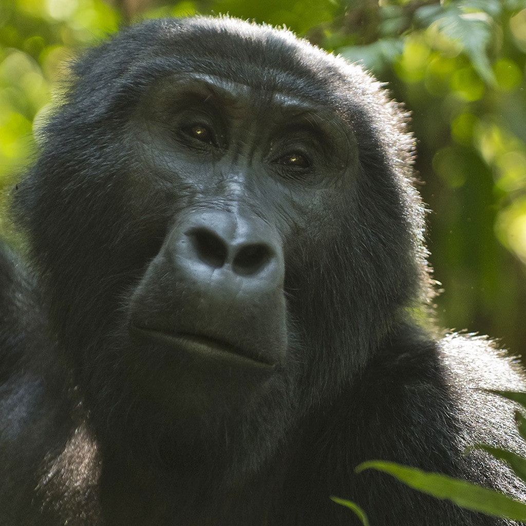 Gorilla Privatreise Uganda