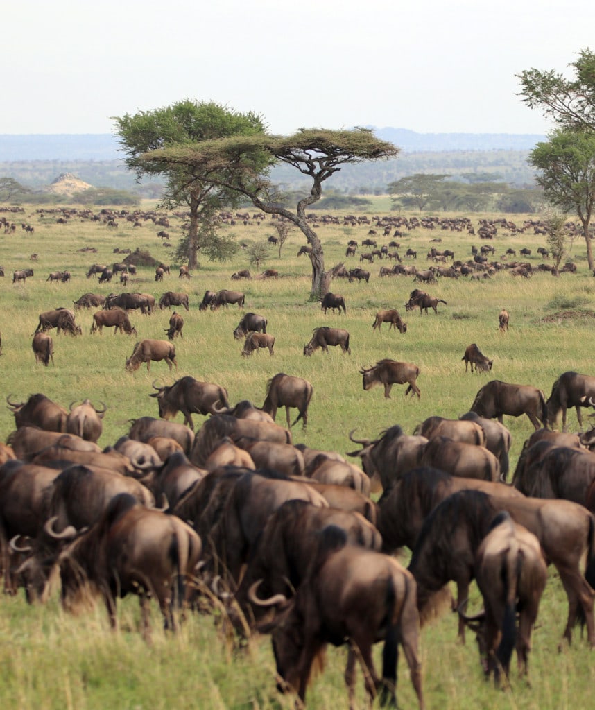 Great Migration Gnuherden in der Serengeti, Tansania Safari 7 Tage