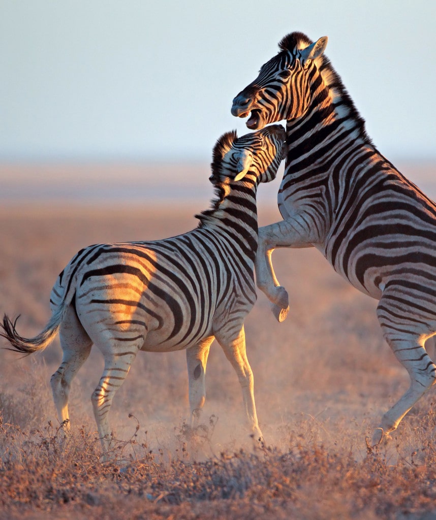 Kämpfende Zebras in Namibia