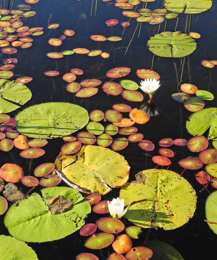 Okavango Delta Highlight auf Privatsafari in Namibia und Botswana
