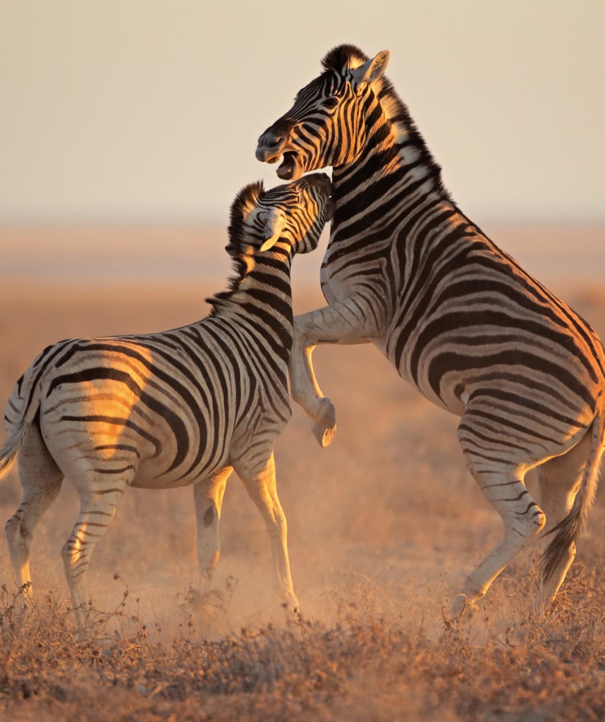 Highlights Reise Kapstadt Victoria Falls Etosha