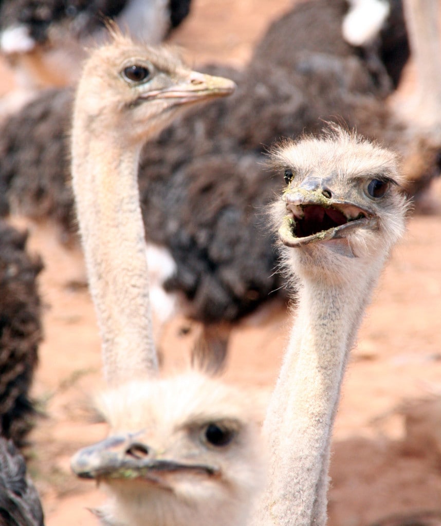 Highlights Reise Suedafrika Garden Route Oudtshoorn