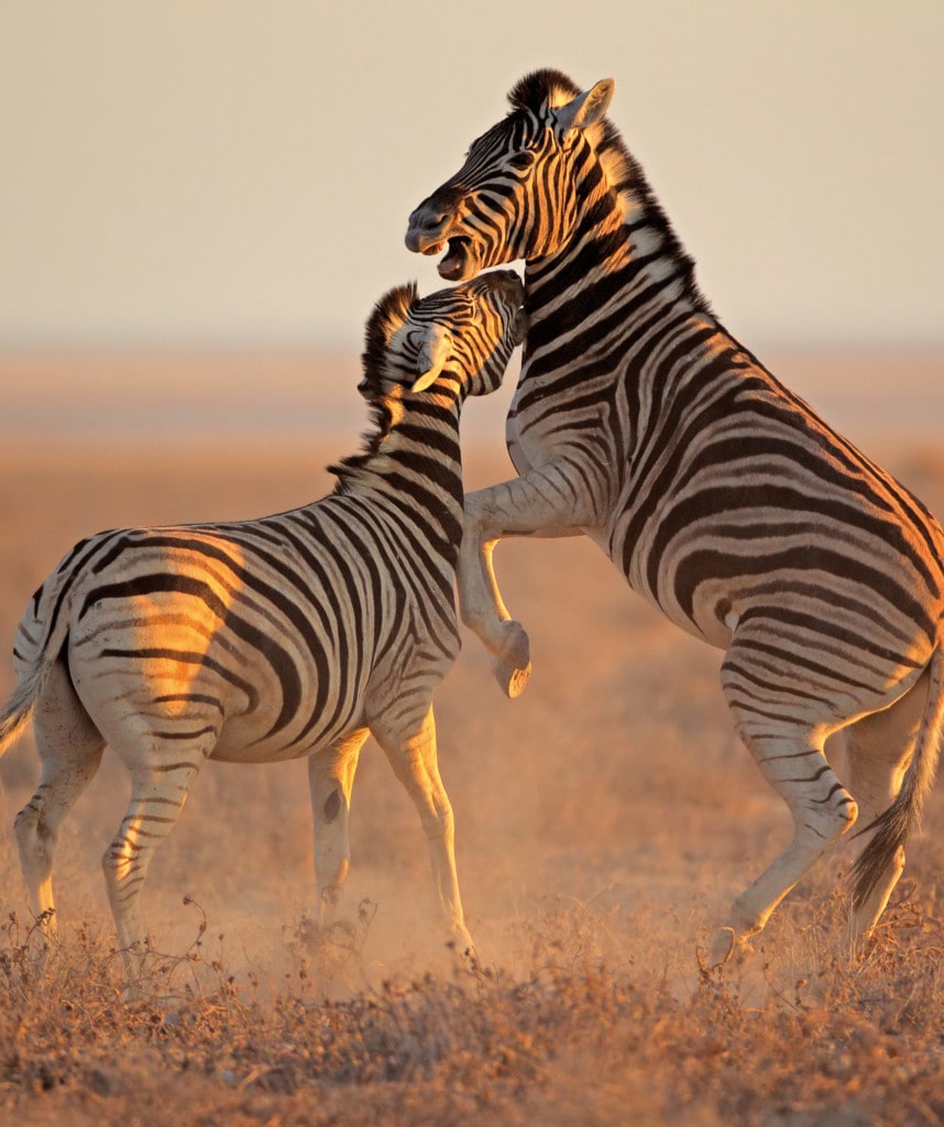 Zwei Zebras Etosha Natinoalpark Highlight auf Rundreise von Südafrika nach Viktoria Falls