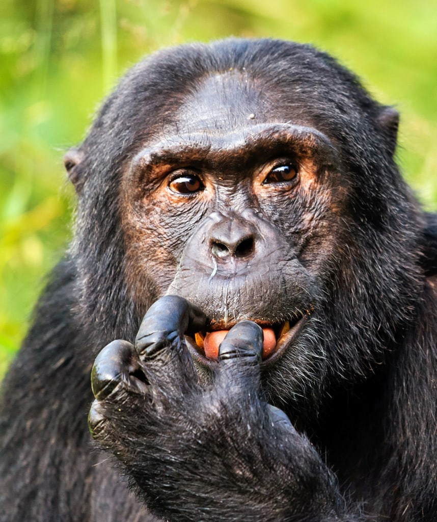 Uganda private Safari Highlight Schimpansen Trekking