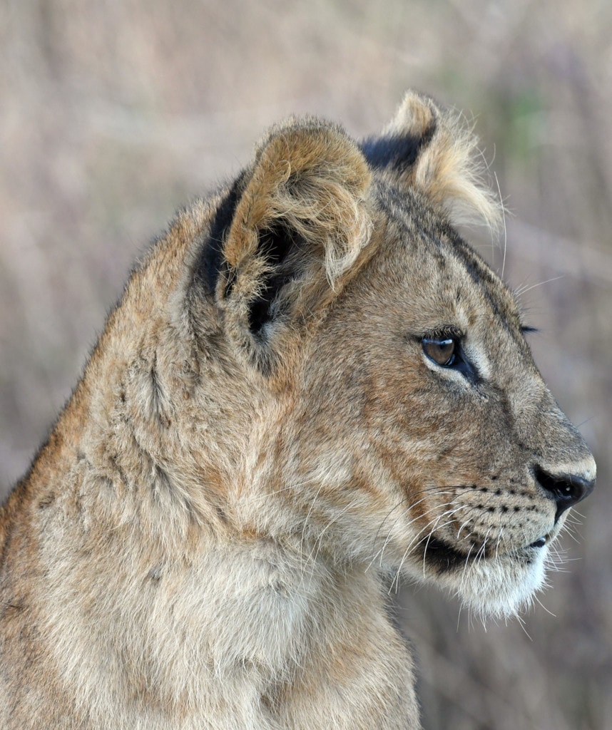 Löwe in der Serengeti