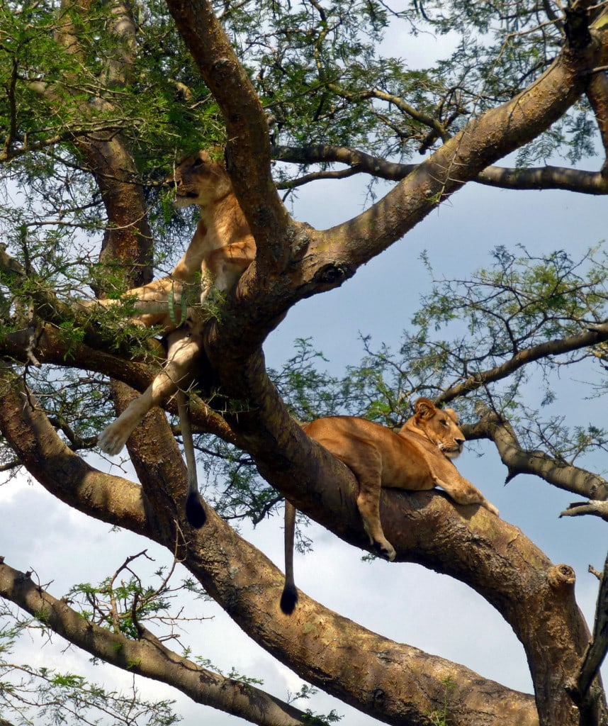 Highlights Uganda Rundreise Queen Elizabeth NP