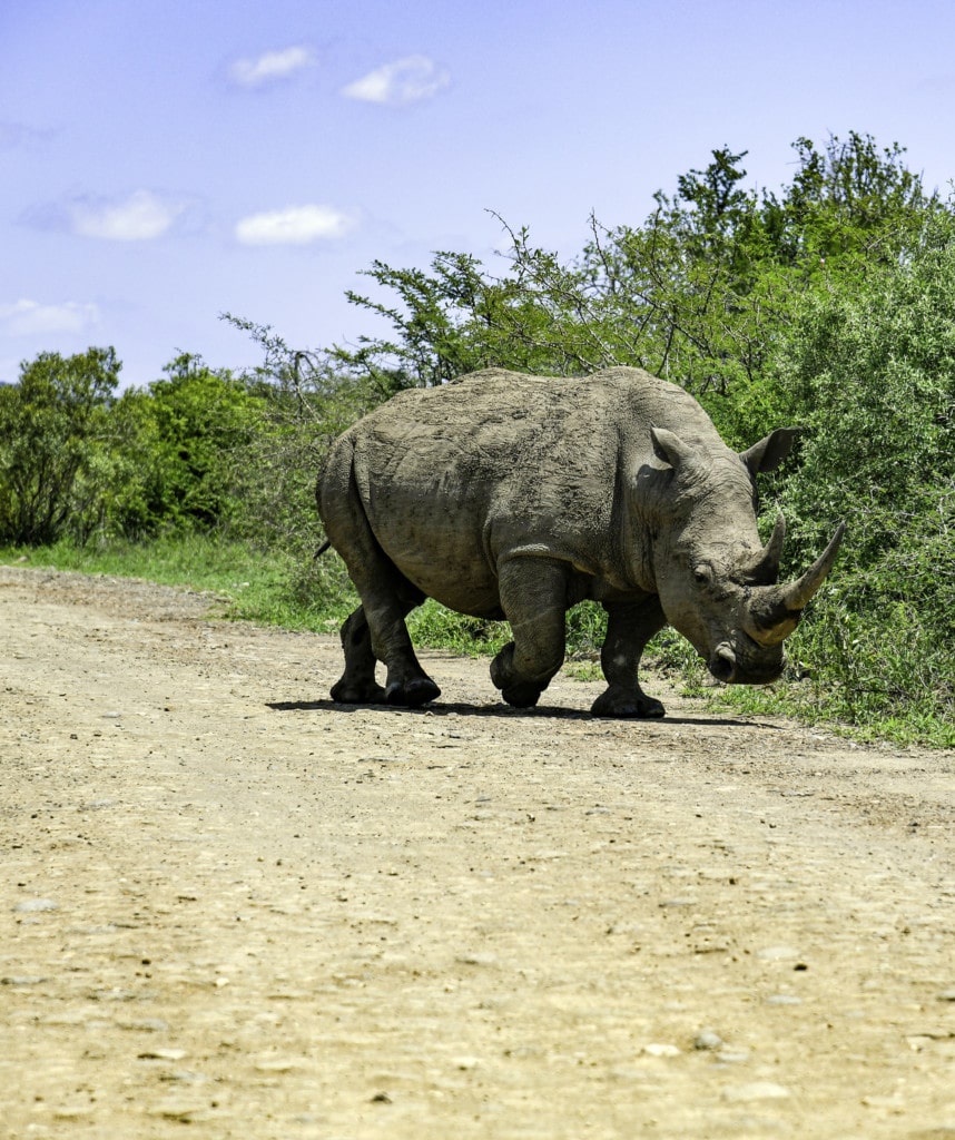 Highlights Zwei Wochen Suedafrika Safari Hluhluwe