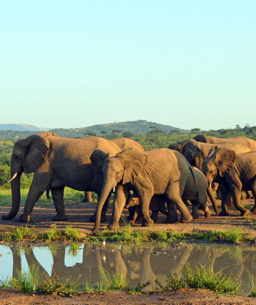 Hluhluwe Imfolozi Highlights Suedafrika Norden