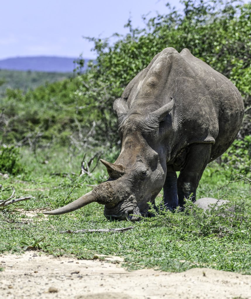 Safaris Südafrika Hluhluwe Imfolozi