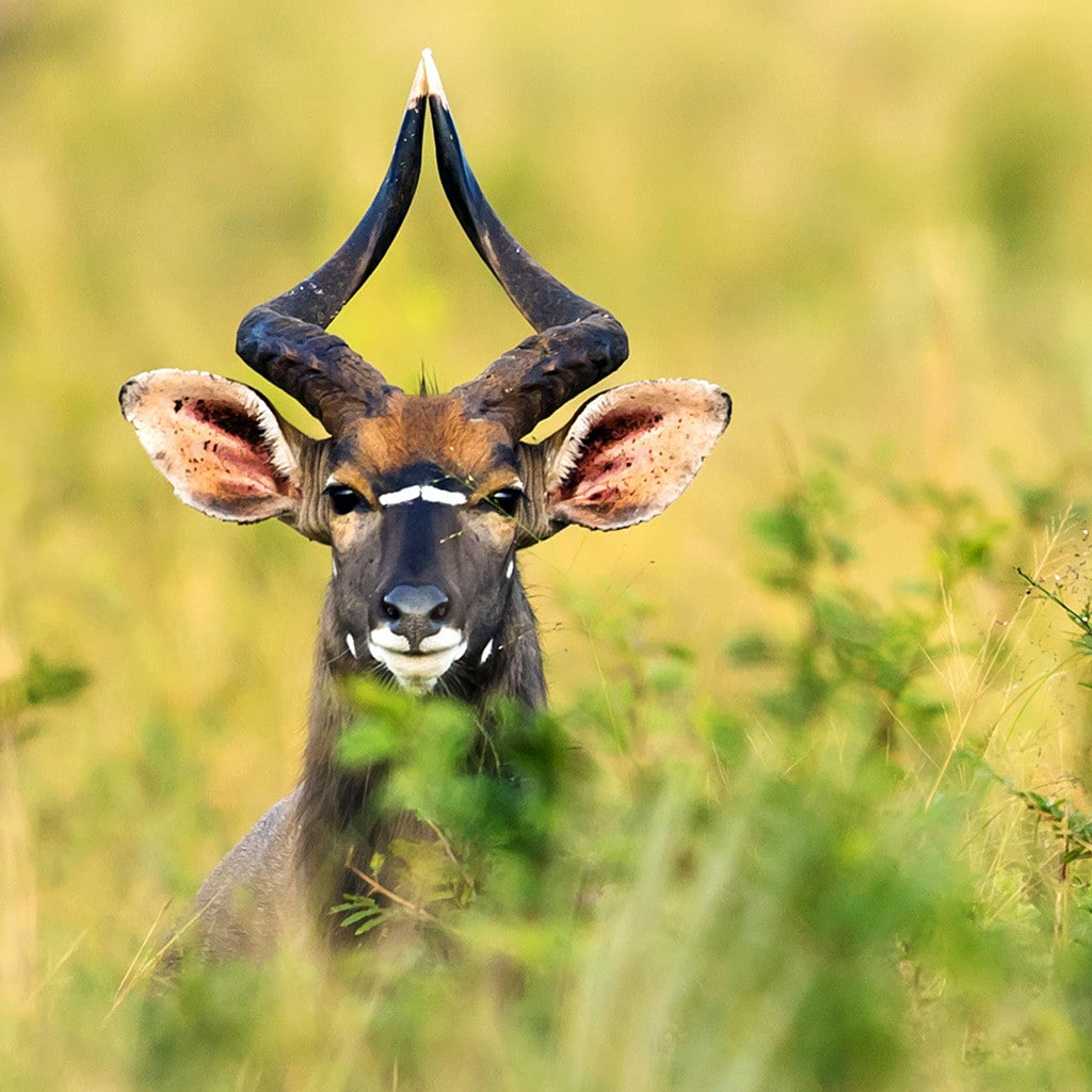 Krueger Nationalpark Norden Osten Rundreise Suedafrika