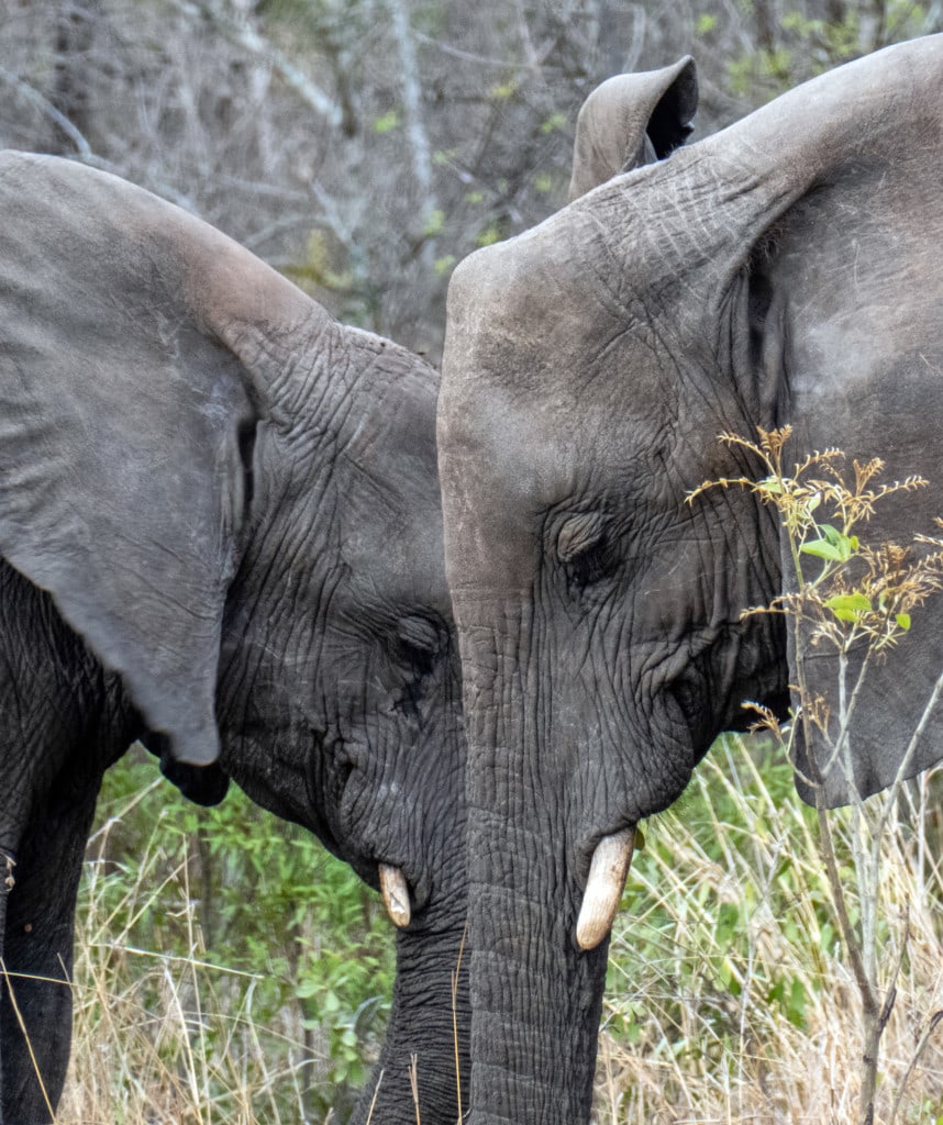 Kruger Park Südafrika Reisen