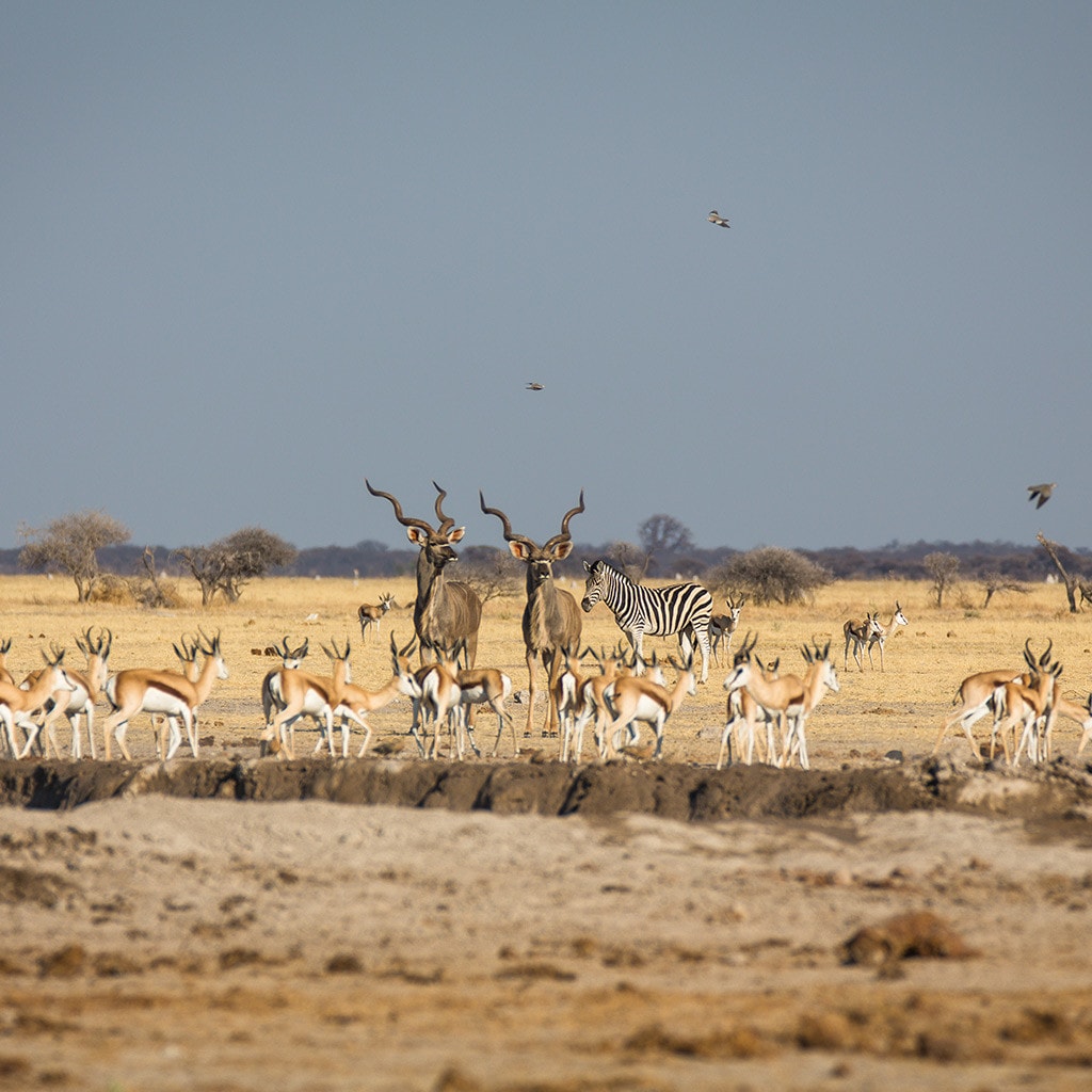 Kudus Botswana Camping Reise