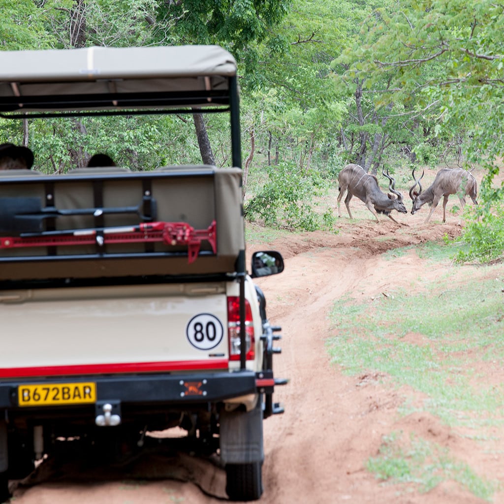Kurzsafari Botswana Chobe Elephant Camp