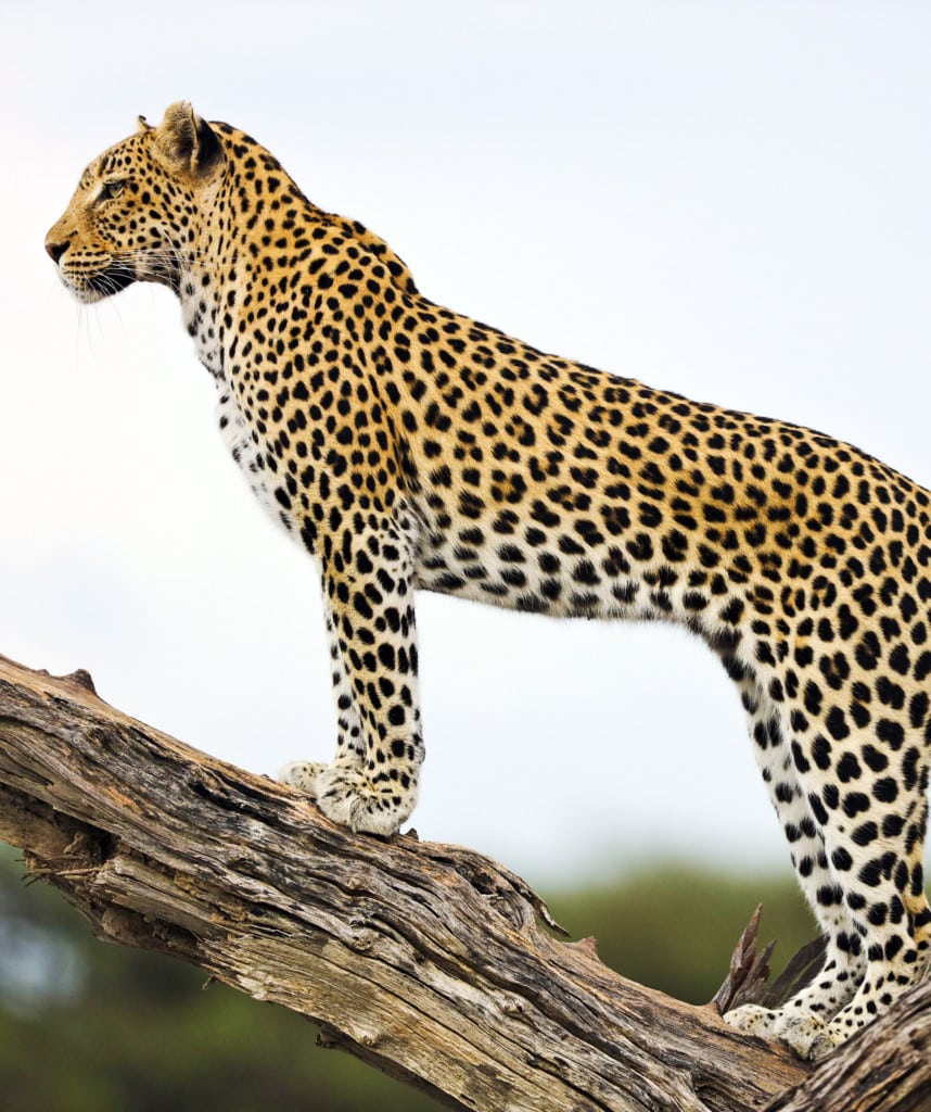 Leopard auf Ast Botswana Safari Chobe Okavango Moremi
