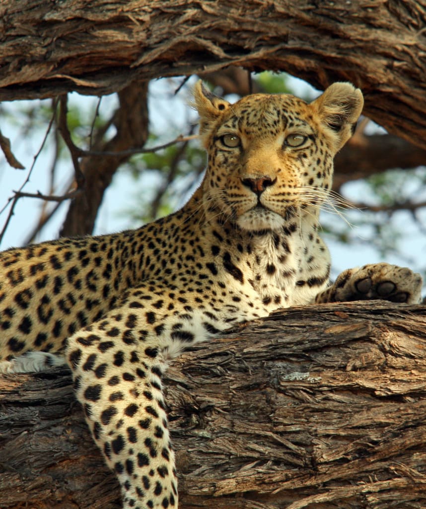 Botswana Highlight Leopardensichtung