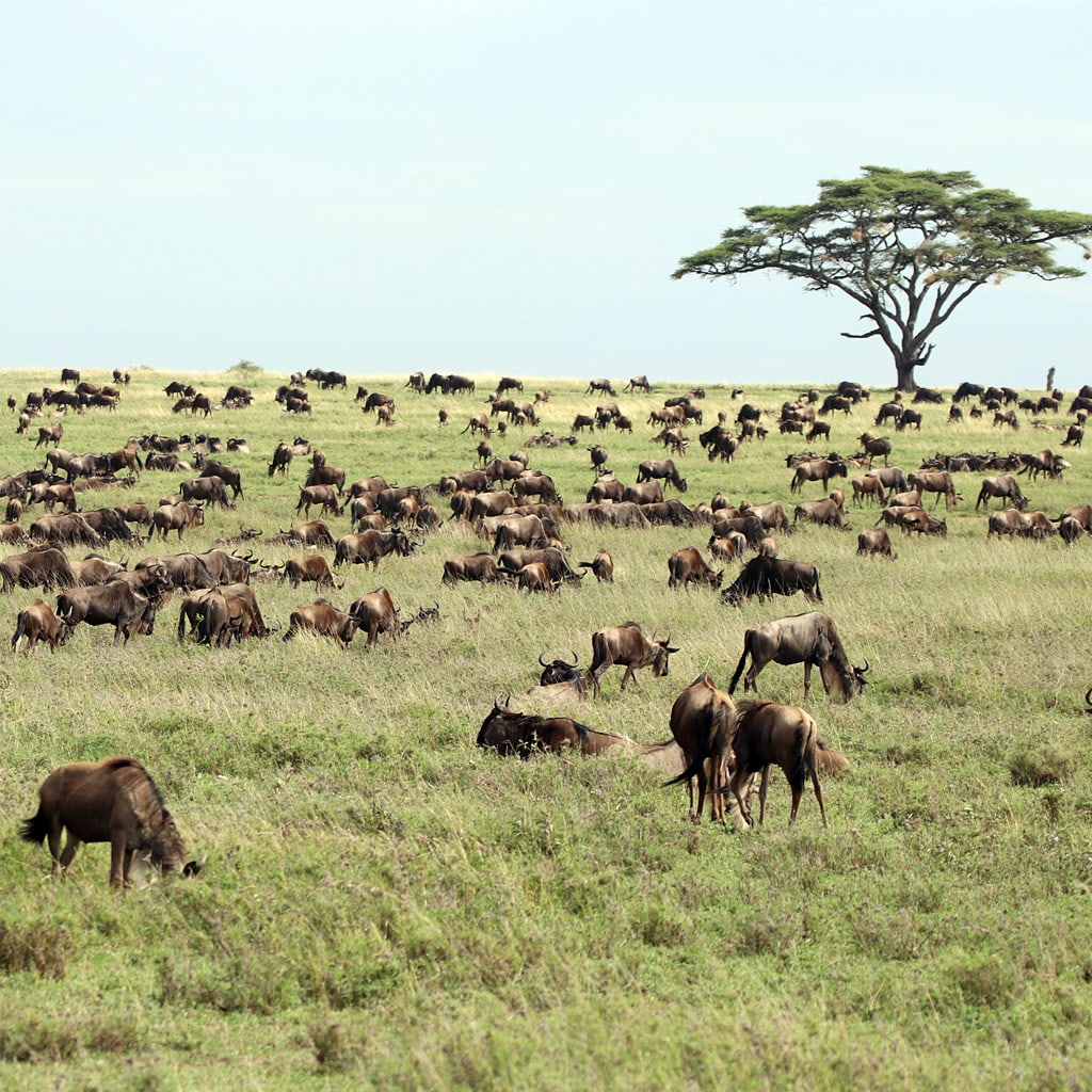 Gnuherde während der Great Migration auf Kenia und Tansania Camping Safari