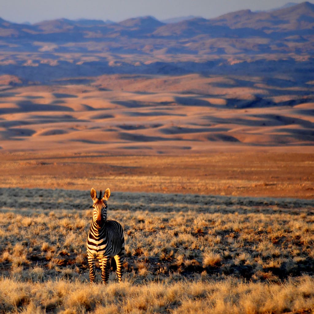 EIn Zebra bei Sonnenuntergang Campingreise in Namibia