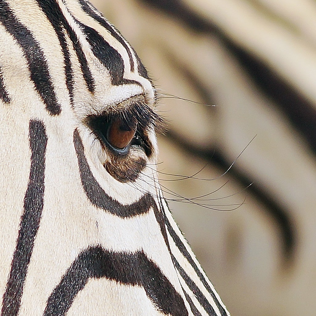 Zebra auf Gruppenreise von den Victoriafällen nach Namibia